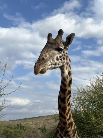 Fenced giraffes in Central Kajiado