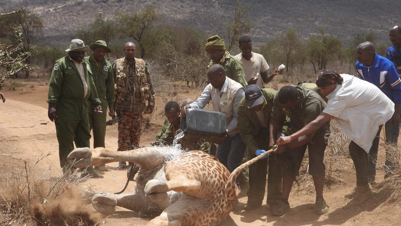 Giraffes Tagging in Central Kajiado